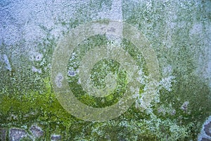 Moss with old wall texture,green dirt