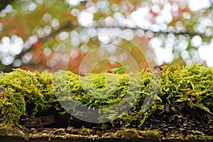 Moss on old wood door roof