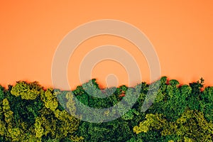 Moss on an orange background