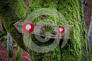 Moss overgrown hiking sign