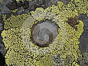 Moss pattern on stone