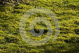 Moss and peat in lawn photo