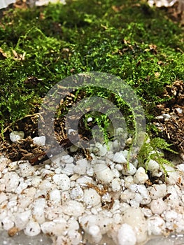 Moss and perlite