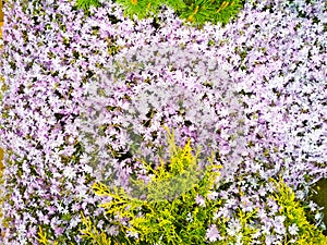 Moss phlox or mountain phlox flowers background. Purple flowers for background.