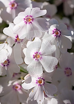 Moss Phlox, Phlox subulata