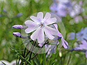 Moss Phlox, Phlox subulata Emerald Cushion Blue