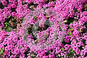 Moss phlox, or phlox subulata flowers in a garden