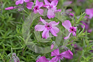 Moss phlox, moss pink flowers. Phlox subulata