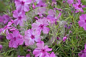 Moss phlox, moss pink flowers. Phlox subulata