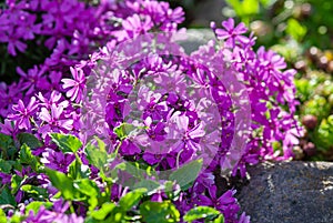 Moss phlox Purple Beauty Phlox subulata in alpine rock garden, Ground-Cover Reccurent plants for landscaping