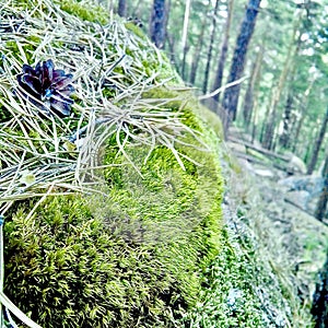 Moss, pine cone and pine needles in the forest