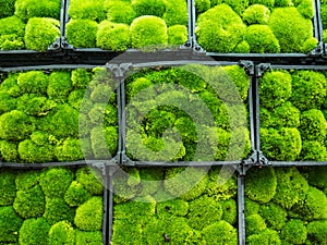 Moss plant, Garden by the bay, Singapore