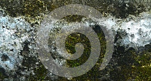 The moss plant growing on the old wall