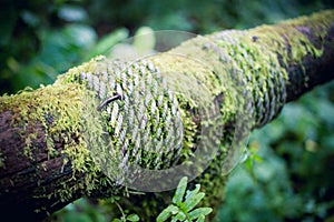 Moss plant on woods and rope