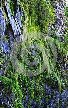 Moss and plants on the cliff