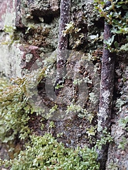 Moss plants grew on the half-finished walls. photo