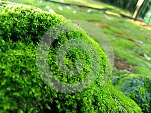 Moss plants maintain soil moisture