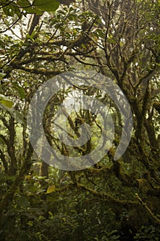 Moss  and plants in Monteverde Cloud Forest, Costa Rica