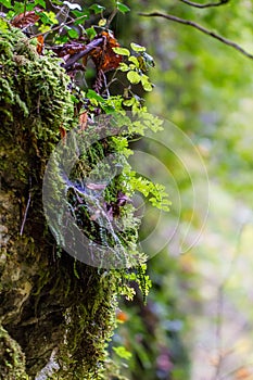 Moss and plants on rock