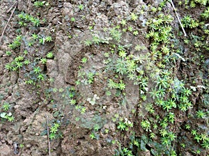 moss plants in tropical soils