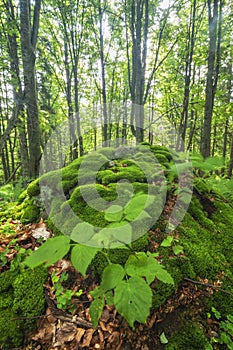 Moss at primeval forest at Polana mountains