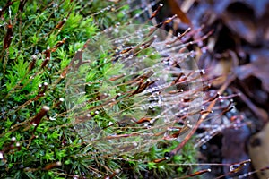 Moss with raindrops