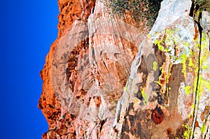 Moss in Red rock canyon Nevada