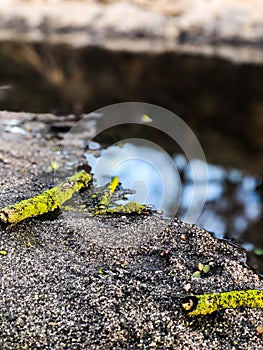 Moss and Reflections of sky