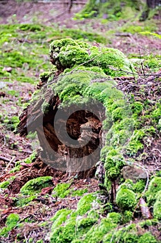 Moss and remains of a rotten stump