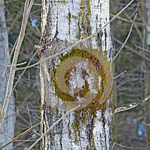 Moss ring on tree in woods during NewYorkState winter