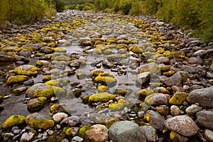 Moss on river stones in the dry riverbed.