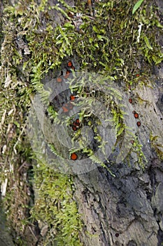 Moss on a rock