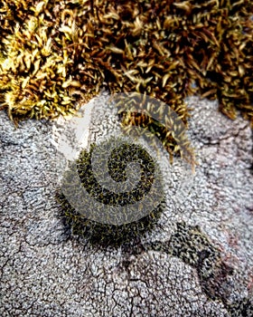 Moss on rock