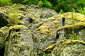 Moss on rocks