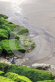 Moss on the rocks at the beach