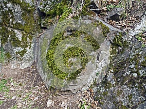 Moss on the rocks in the vicinity of Borjomi Park