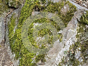 Moss on the rocks in the vicinity of Borjomi Park