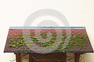 Moss on the roof