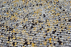 Moss on roof