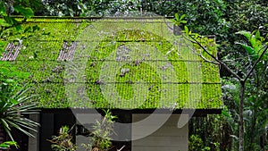 Moss roof in green season