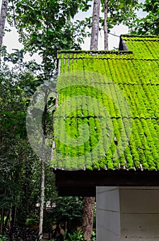 Moss roof in green season