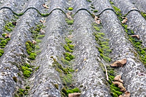 Moss on roof