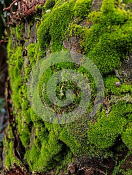 Moss on the root of a sago tree