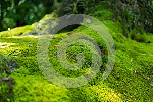 The moss on roots of maple