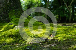 The moss on roots of maple photo