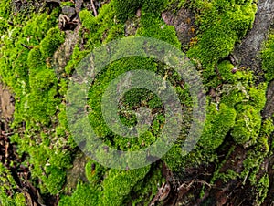 Moss on the root of a sago tree