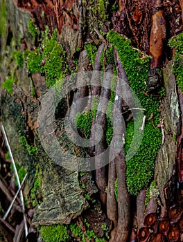 Moss on the root of a sago tree