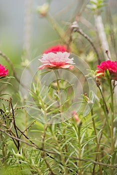 Moss Rose blooming in the garden