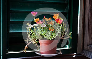 Moss Rose flower in a window