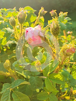 Moss Rose in a Garden on a Sunny Spring Afternoon in the Month of May Golden Hour